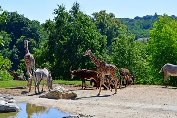 Foto op Canvas Saint Aignan  France - july 12 2020 : the zoo park of Beauval © PackShot