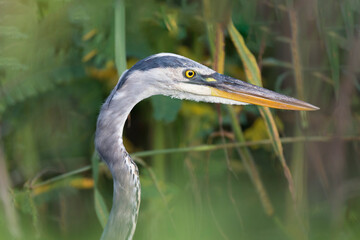 Florida waterfowl searches for fish