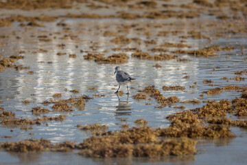 Bird walks among shimmery wet sand and seaweed at the beach