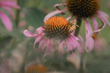 Bee on orange and purple cone flower in field double exposue