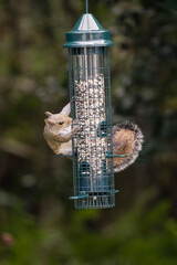Naughty squirrel bandit climbs bird feeder to steal bird seed