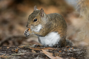 Squirrel in forest holds acorn in paws and nibbles