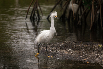 Snowy egret Florida wading bird struts as he walks confidently