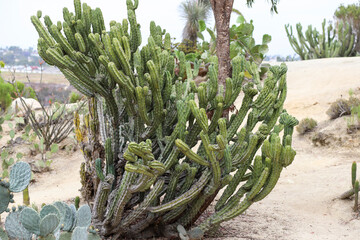 A large blue myrtle cactus in a sandy desert garden © Cavan