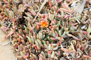Coppery Mesemb with a bright orange and yellow flower