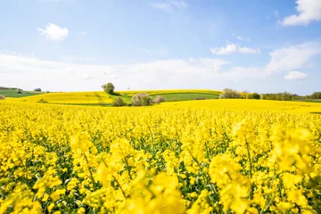 Fotobehang Oranje A yellow field of rapeseed in southern Sweden  © Cavan