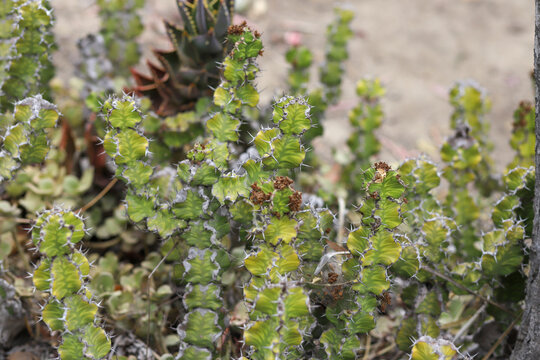 a group of small candelabra cactus