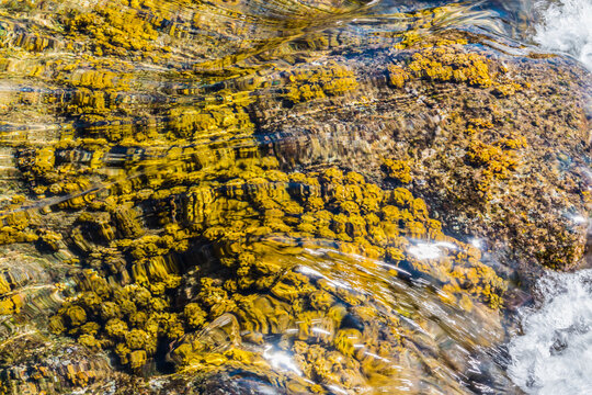 Turbinaria Ornata  (Phaeophyta) Seaweed In The Tide Pools On The Shore Of Puialoa Point, Kekaha State Park, Hawaii Island, Hawaii, USA