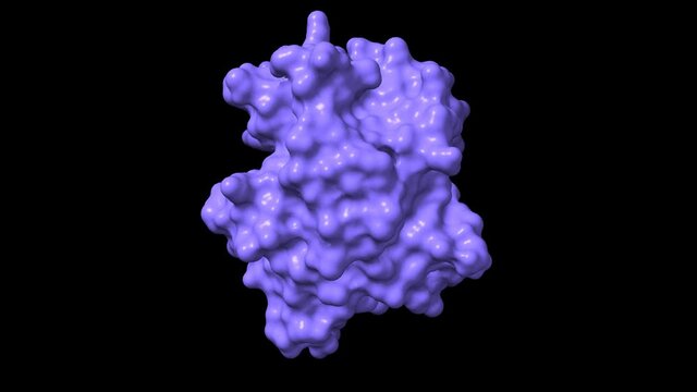Structure of factor XI complexed with a pyrimidinone inhibitor, animated 3D cartoon and Gaussian surface models, chain id color scheme, based on PDB 1zsl, black background