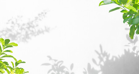 Leaf shadow and light on wall nature background. Tropical leaves tree branch plant shade sunlight on white wall
