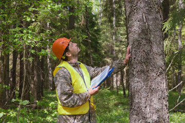A forest engineer works in the forest. The forester examines the forest plantation. Voluntary...