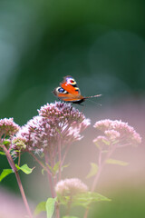 Ein Schmetterling (Pfauenauge) bei der Nahrungsbeschaffung.