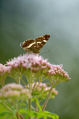 Ein Schmetterling bei der Nahrungsbeschaffung.