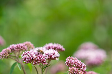 Work hard for the honey