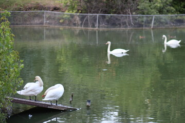 White swan in the foggy lake at the dawn. Beautiful swan. Cygnus. Romance of white swan with clear beautiful landscape.