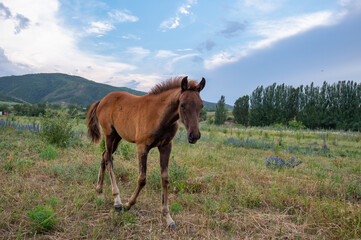 Obraz premium horse in the field