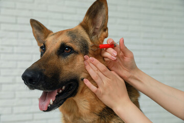 Woman taking ticks off dog indoors, closeup