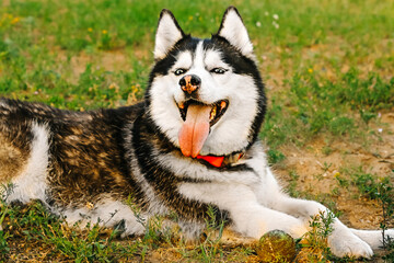 a husky husky dog is lying on the grass with yellow flowers, the dog has stuck out his red tongue. There is a dirty tennis ball next to it. A happy, joyful bitch is basking in the sun, squinting.