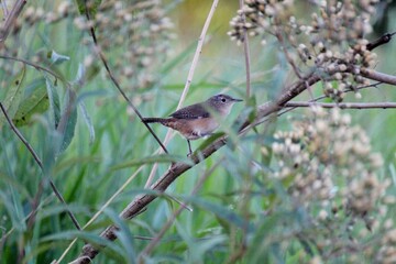 ave - corruíra - troglodytes musculus 