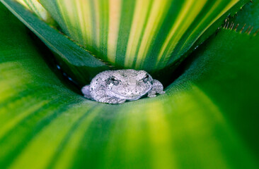 Cope's Gray Treefrog (Hyla chrysoscelis) peek out of bromeliad leaves