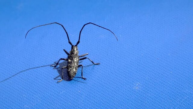 Isolated view of a black Longhorn beetle Cerambyx cerdo
