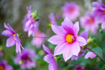 Obraz premium ダリア ガッツアリア