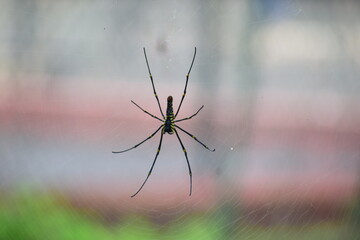 spider's home