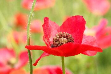 花畑　ポピー 赤い かわいい 満開 美しい 綺麗 鮮やか 花びら 新緑 けし 大輪 グリーン
