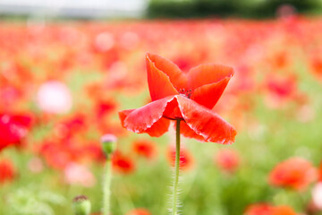 ポピー 赤い 花畑 かわいい 満開 美しい 綺麗 鮮やか 花びら 新緑  オレンジ 群生 ボケ