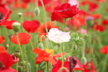 ポピー 赤い 花畑 かわいい 満開 美しい 綺麗 鮮やか 花びら 新緑 白い つぼみ 花
