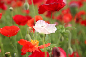ポピー 赤い 花畑 かわいい 満開 美しい 綺麗 鮮やか 花びら 新緑 白い グリーン 花