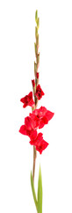 Red gladiolus flowers isolated on white background. Beautiful summer flowers. - obrazy, fototapety, plakaty