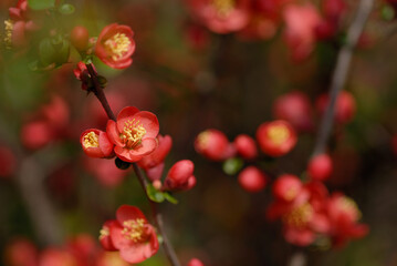 red flowers tree