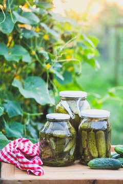 pickled cucumbers for winter organic food