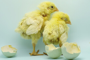 Two white chicks that have just hatched.