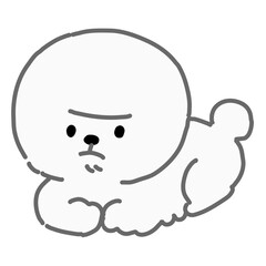 座るビションフリーゼ　白色