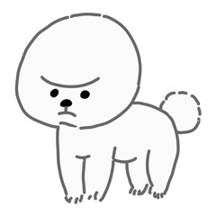 ビションフリーゼ　白色