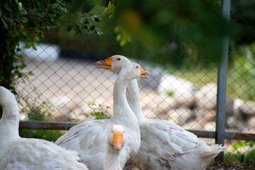 white goose on the grass