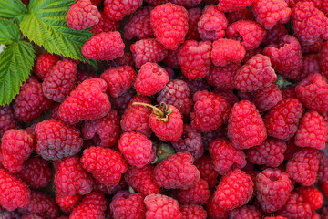 background raspberry, raspberries on a table, 
raspberries on wooden background