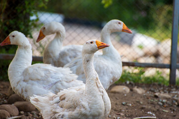 Obraz premium geese in the farm