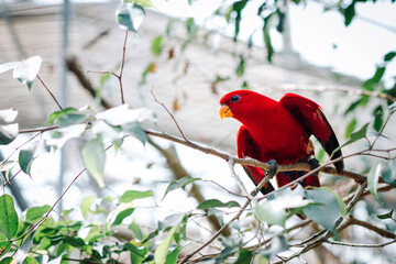 red eclectus parrot portrait closeup on a tree