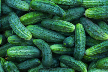 cucumbers on the market, background of cucumbers
