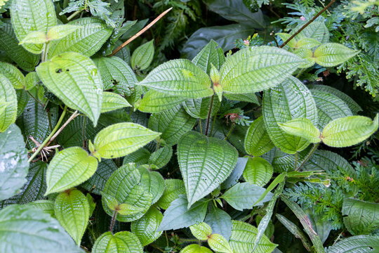 Clidemia hirta or senduduk buluh is plant found in tropical rainforest and have medicinal value