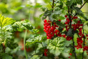 red currant berries, red currant bush