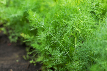 dill bed, green moss background