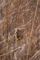 bird house