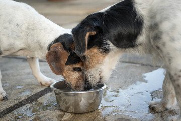 Two cute dogs are drinking water from a bowl in a hot summer - Jack Russell Terrier Doggy 10 and 12...