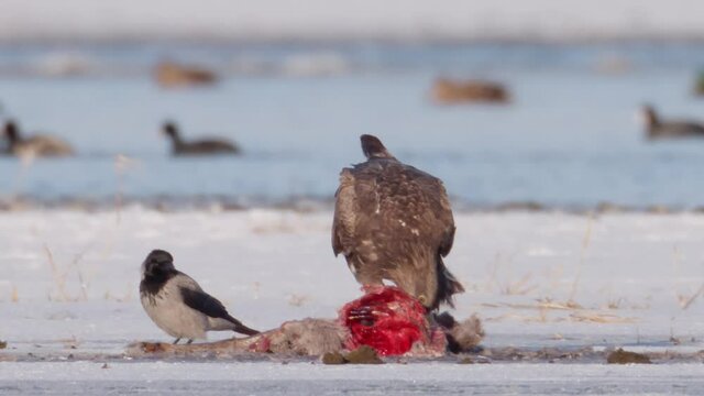 Seeadler frisst Aas in Zeitlupe