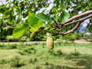 Mulberry tree and mulberry fruit on its branch.