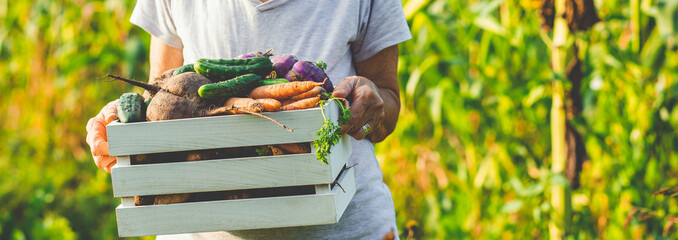 growing organic food female farmer harvesting fresh vegetables from garden, beetroot, carrots, potatoes